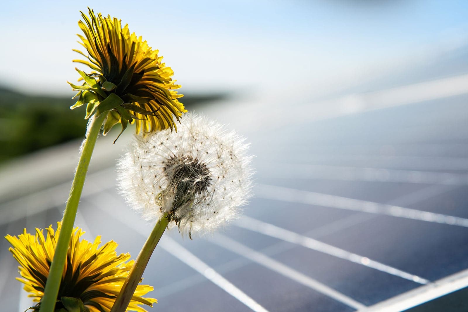 Biodiversität in Solarparks